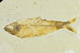 Pair of Bargain Fossil Fish (Knightia) - Green River Formation #131525-1